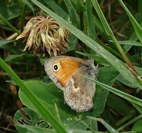 Réf. 212 454 : Coenonympha pamphilus